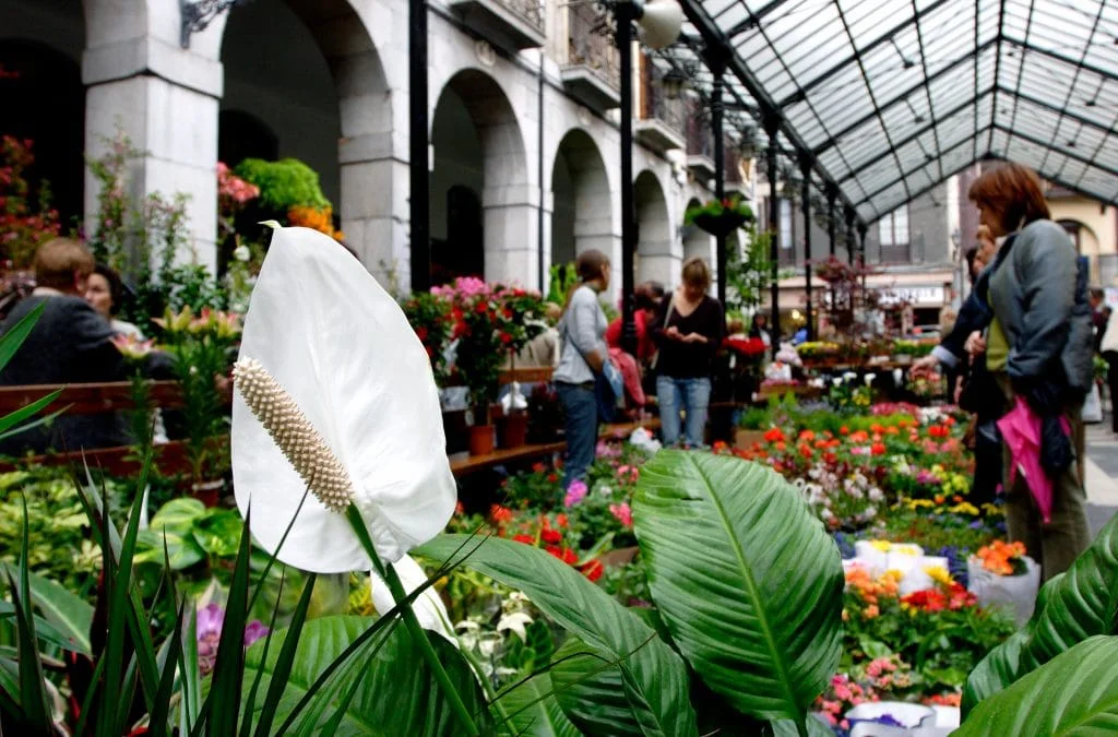 Plaza Berdura-mercado-tolosa-flores-y-plantas-pais-vasco